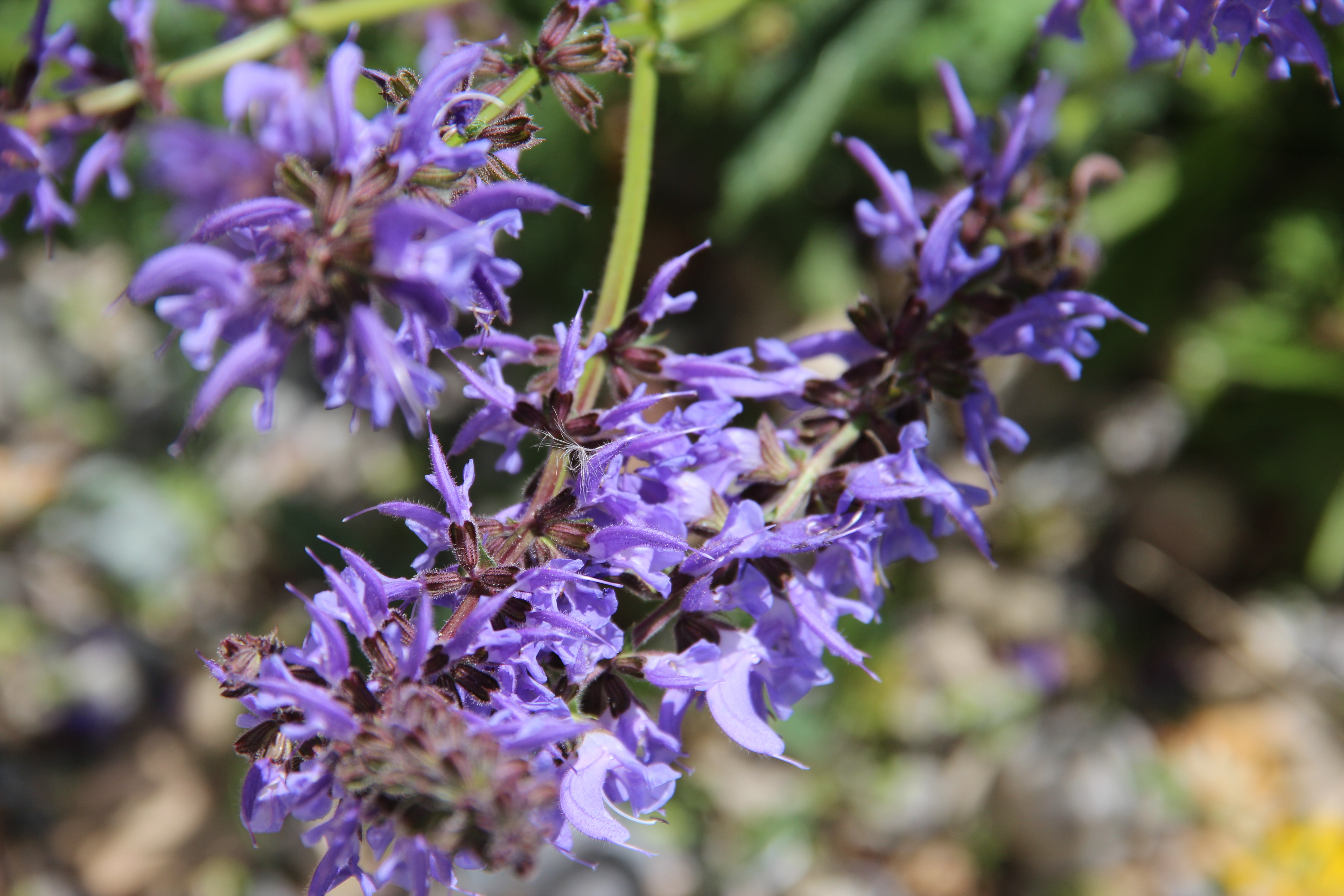 Salvia pratensis Salvia pratensis