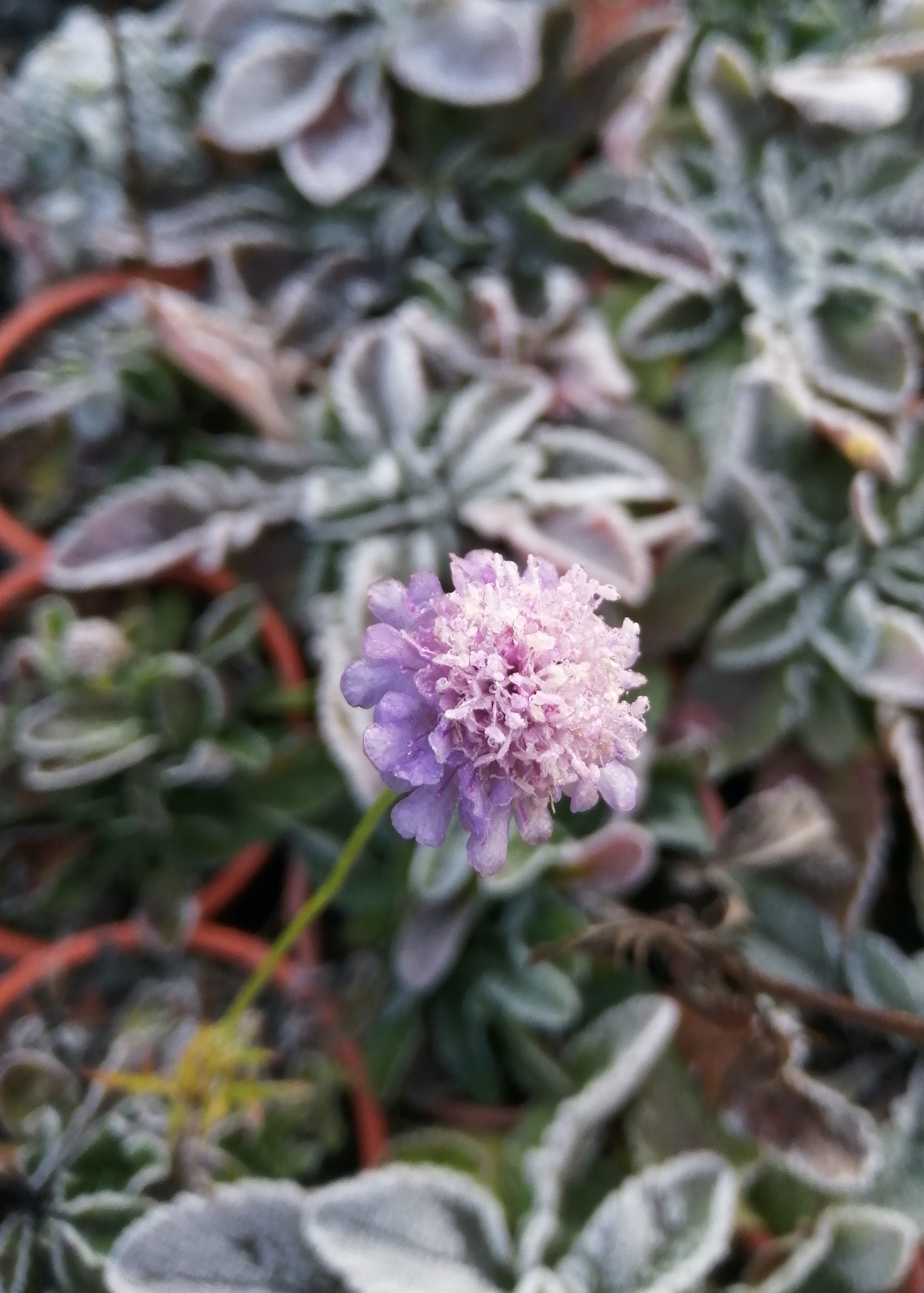 Scabiosa columbaria Scabiosa columbaria