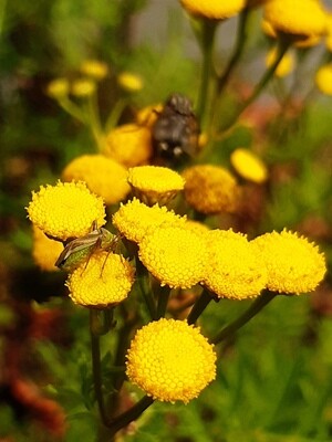 Tanacetum vulgare