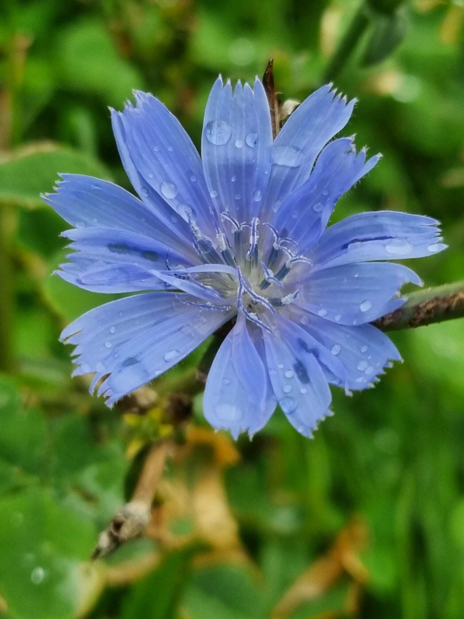 Cichorium intybus Cichorium intybus