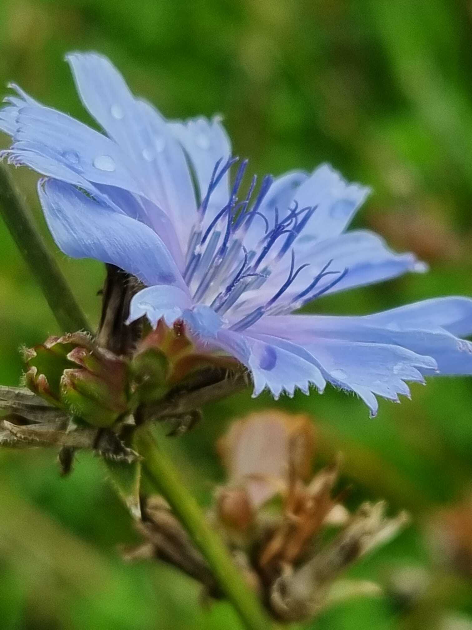 Cichorium intybus Cichorium intybus