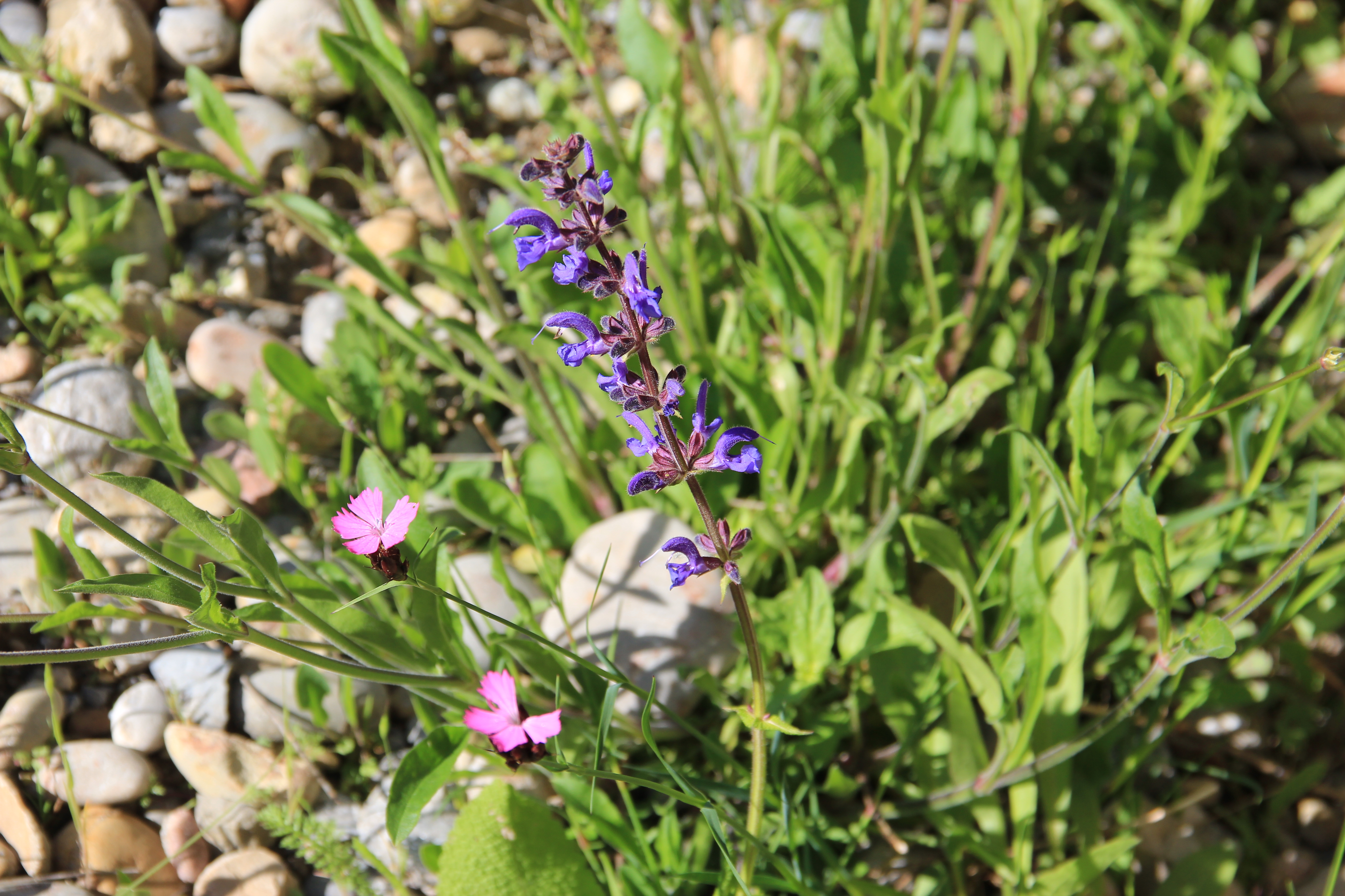 Salvia pratensis Salvia pratensis