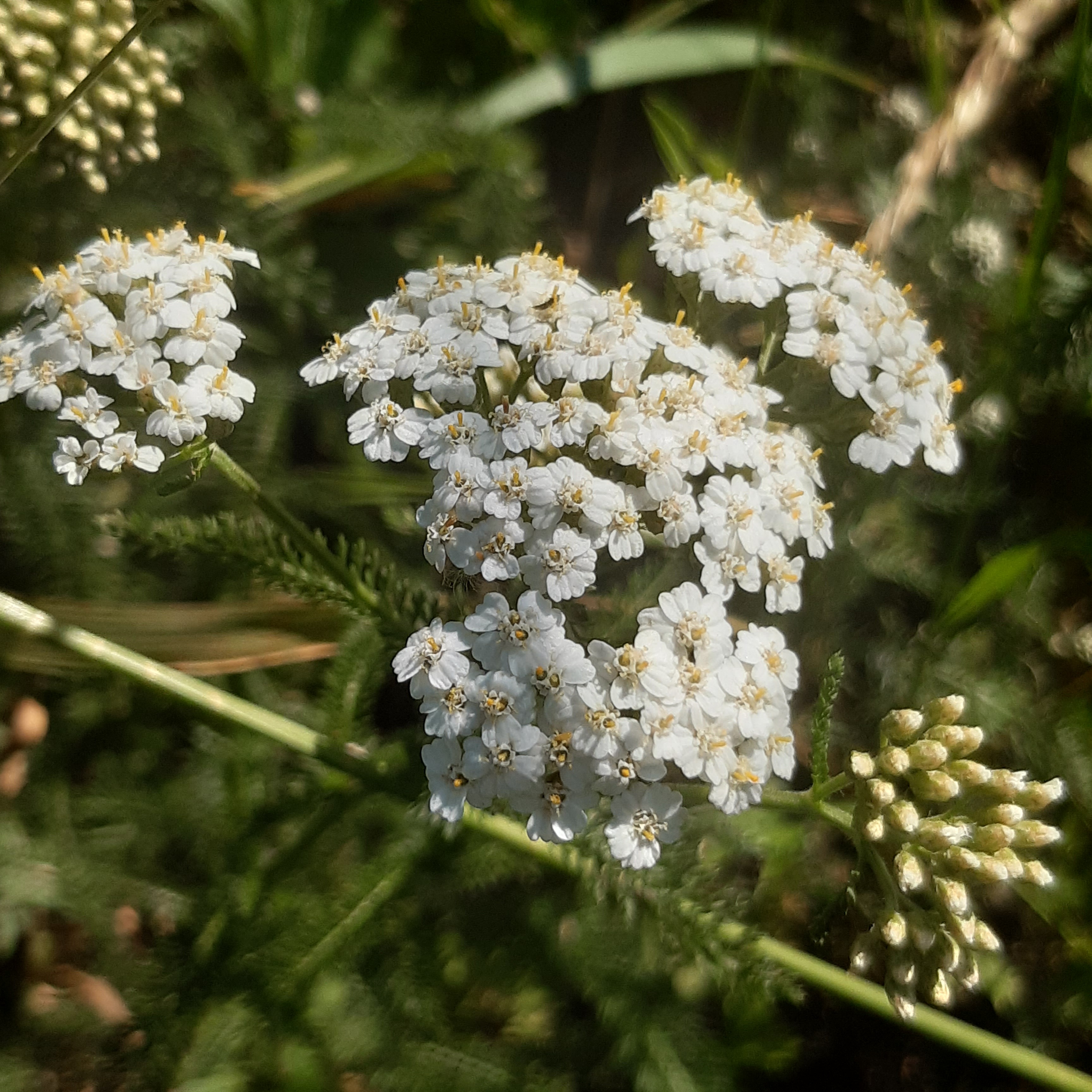 Achillea millefolium Achillea millefolium