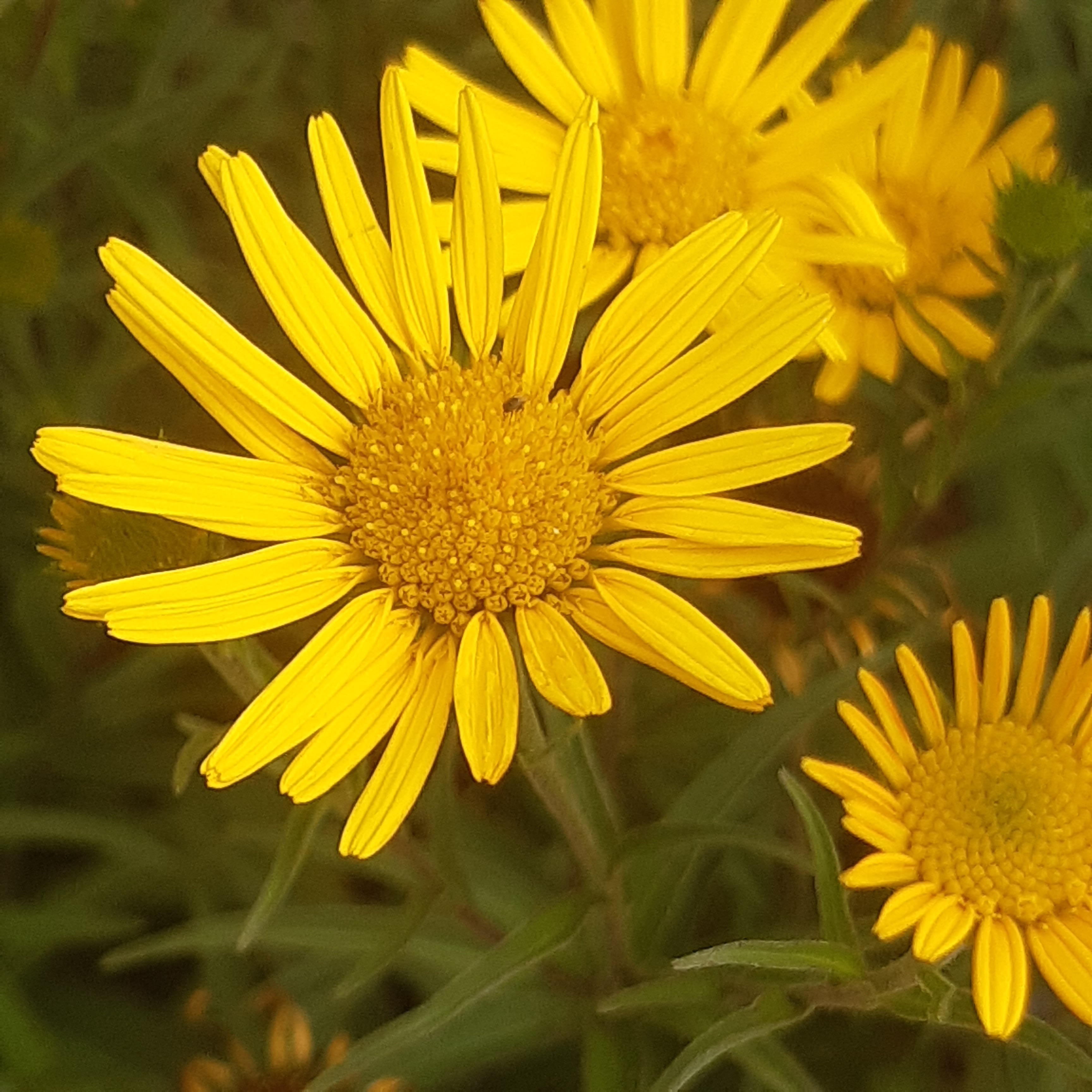 Buphthalmum salicifolium Buphthalmum salicifolium