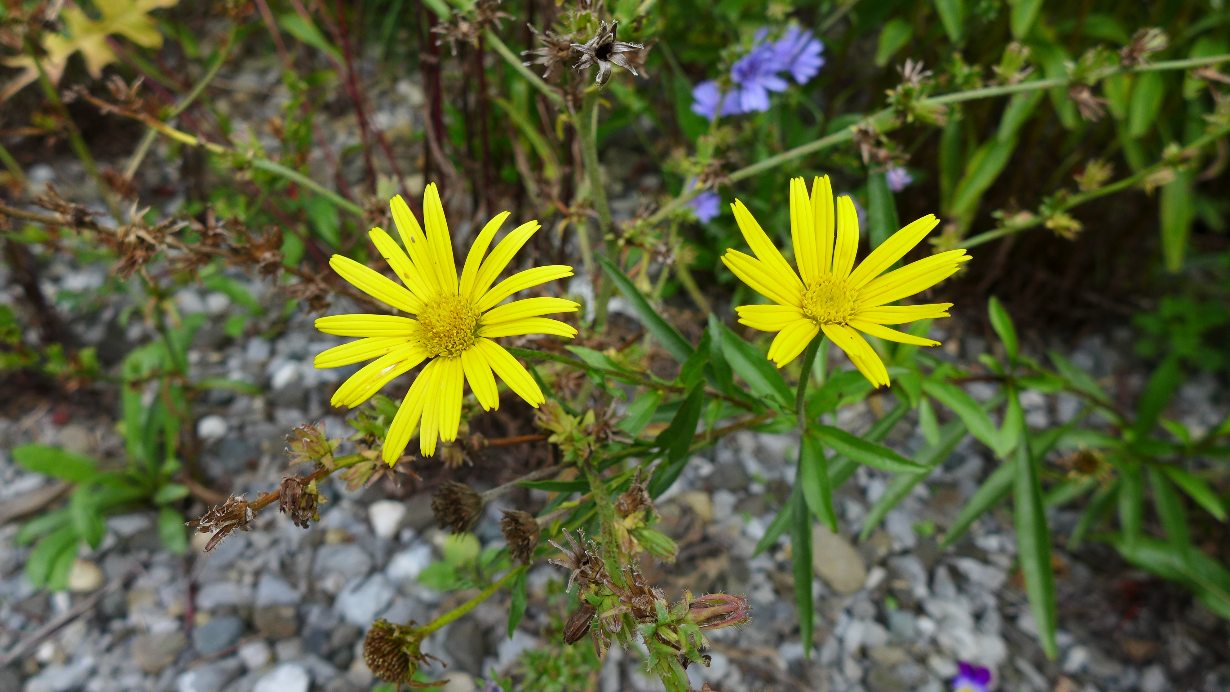 Buphthalmum salicifolium Buphthalmum salicifolium