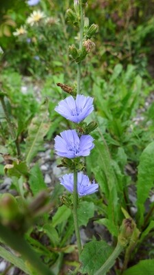Cichorium intybus
