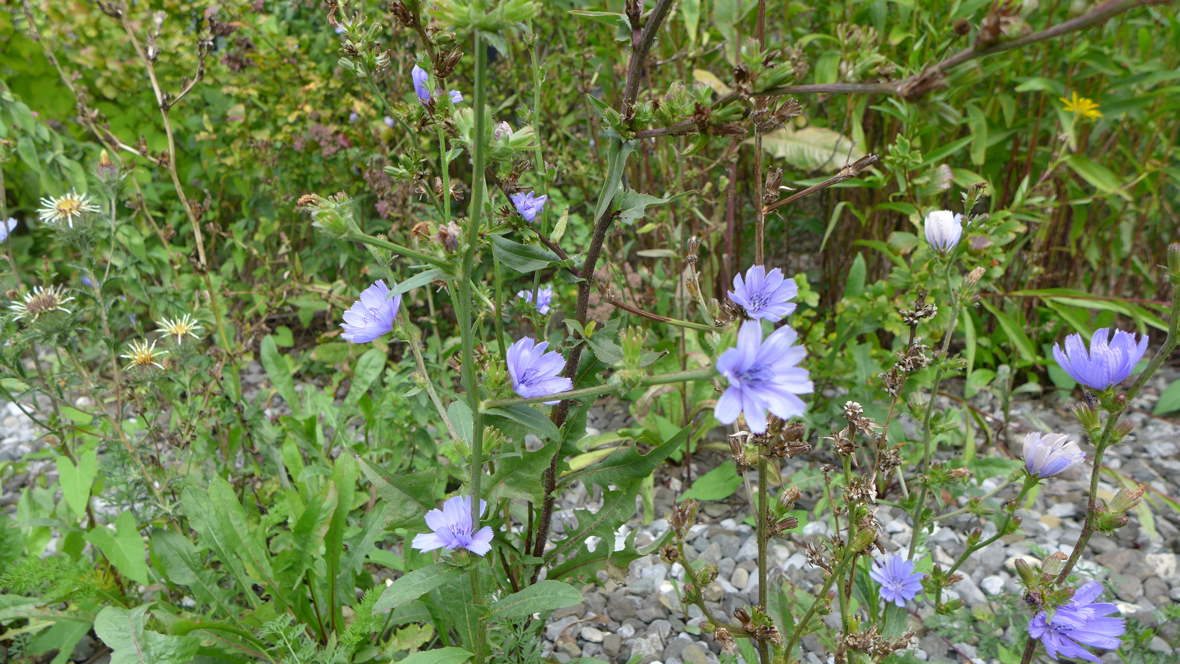 Cichorium intybus Cichorium intybus