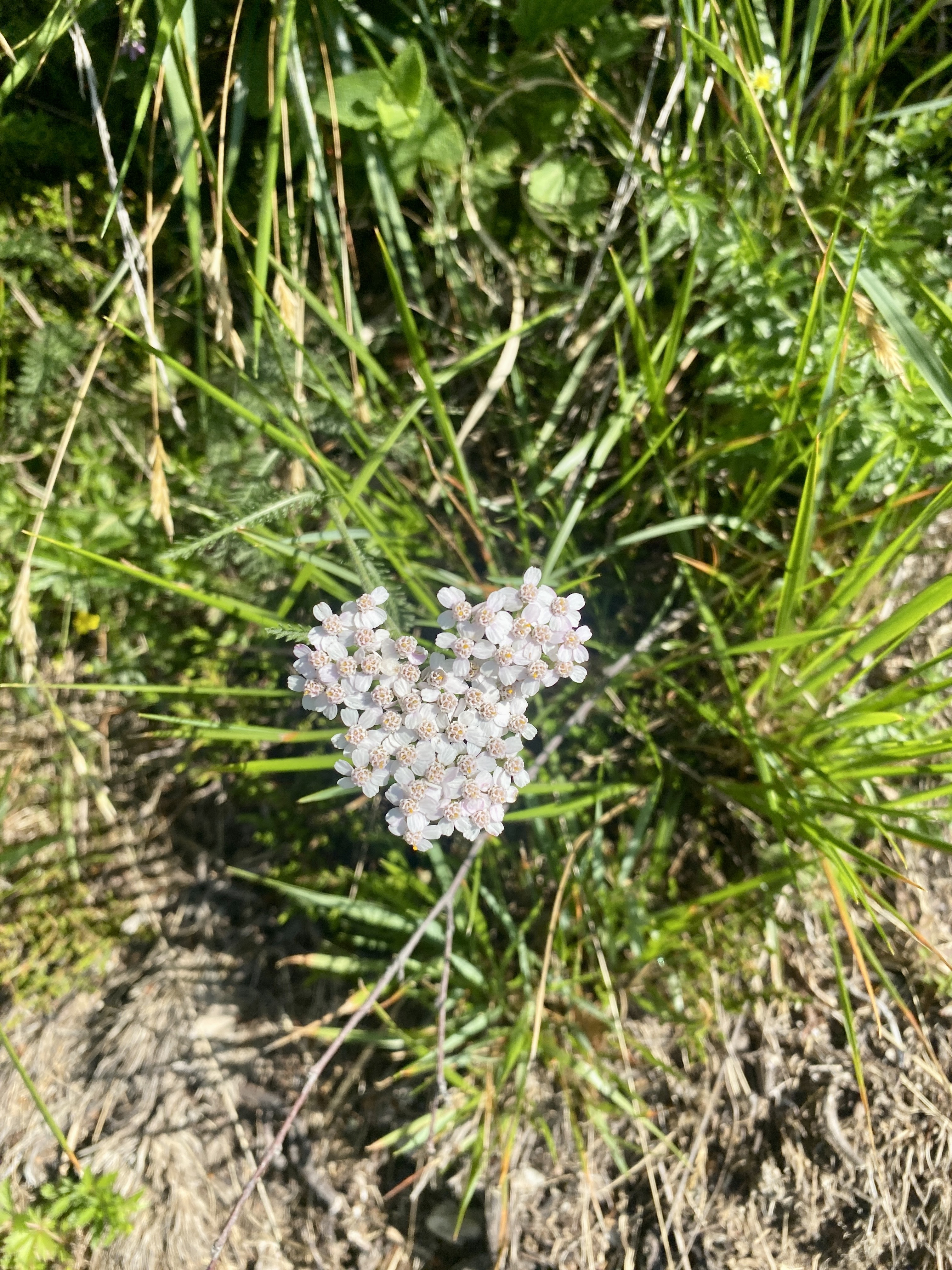 Achillea millefolium Achillea millefolium