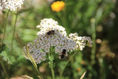 Achillea millefolium