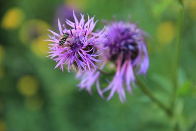 Centaurea scabiosa