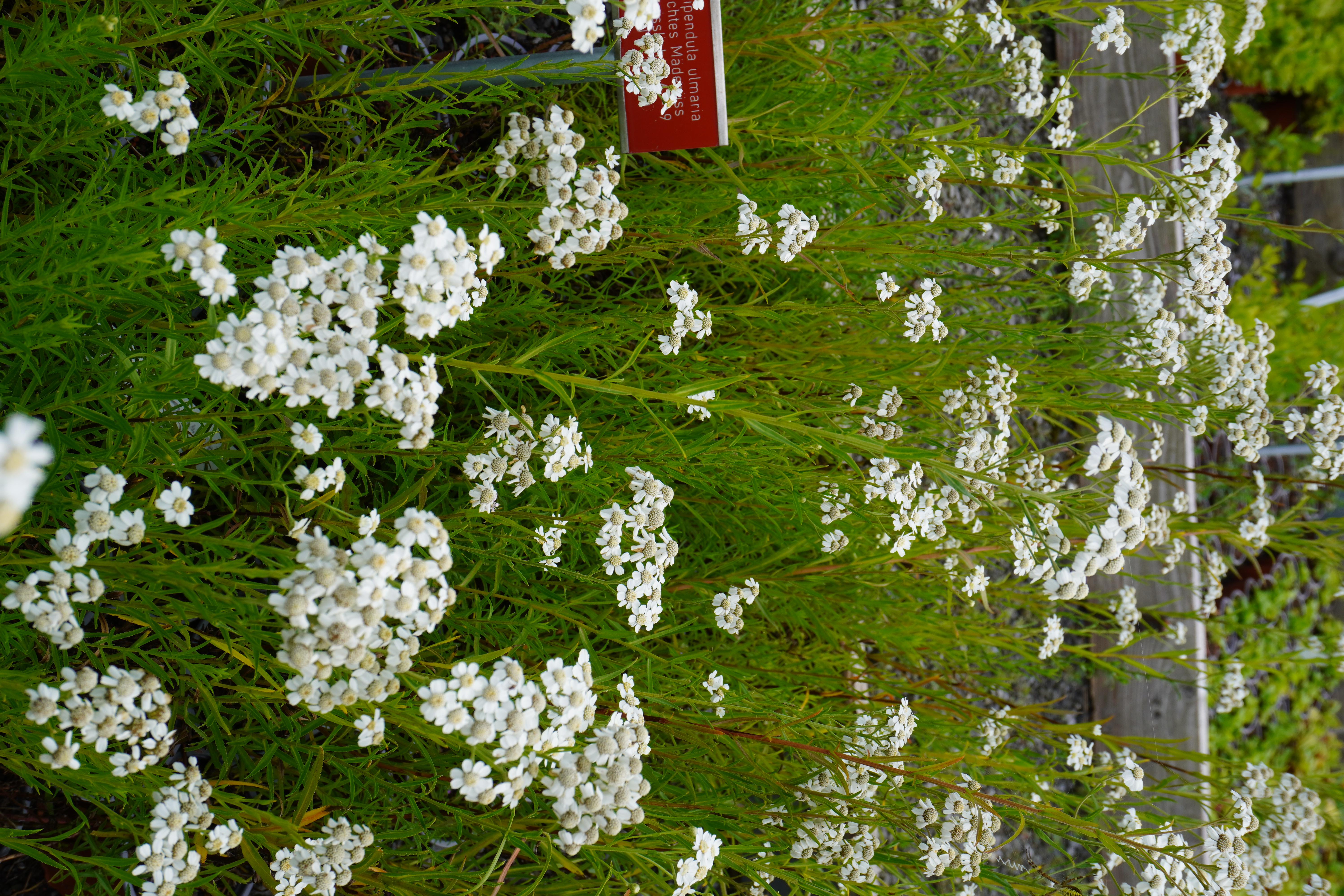 Achillea ptarmica Achillea ptarmica