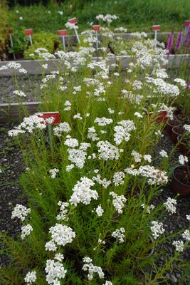 Achillea ptarmica