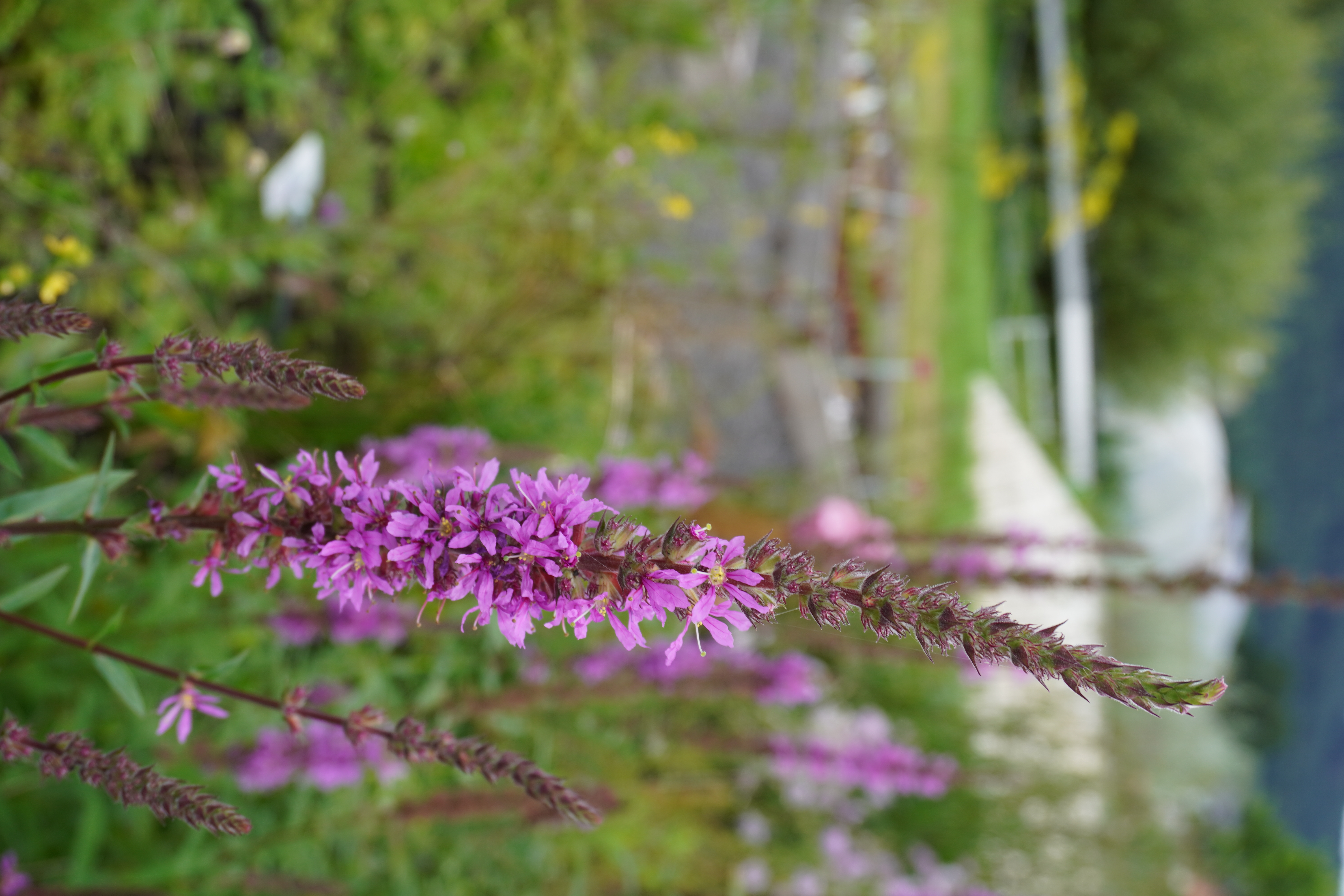 Lythrum salicaria Lythrum salicaria