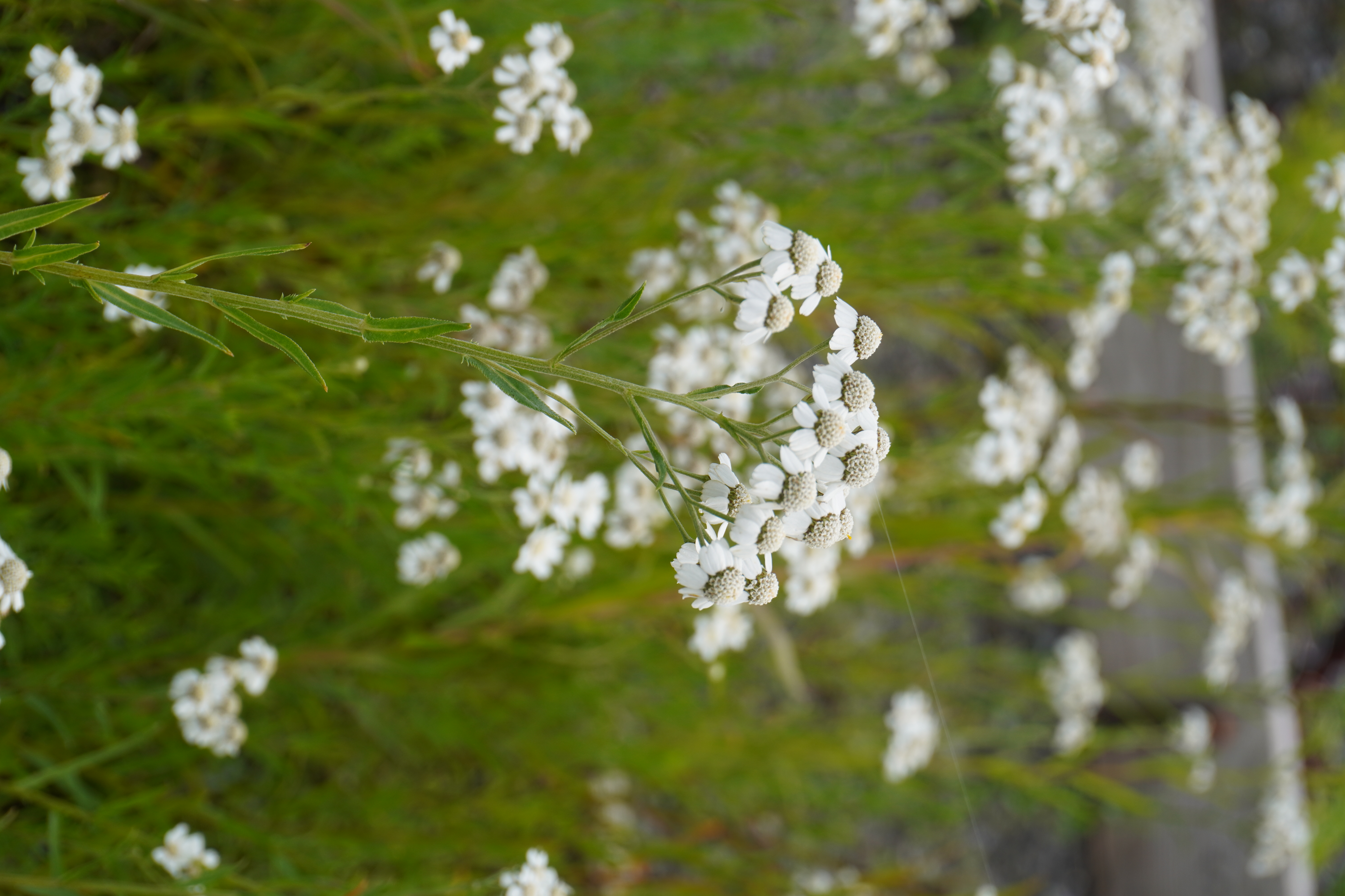 Achillea ptarmica Achillea ptarmica