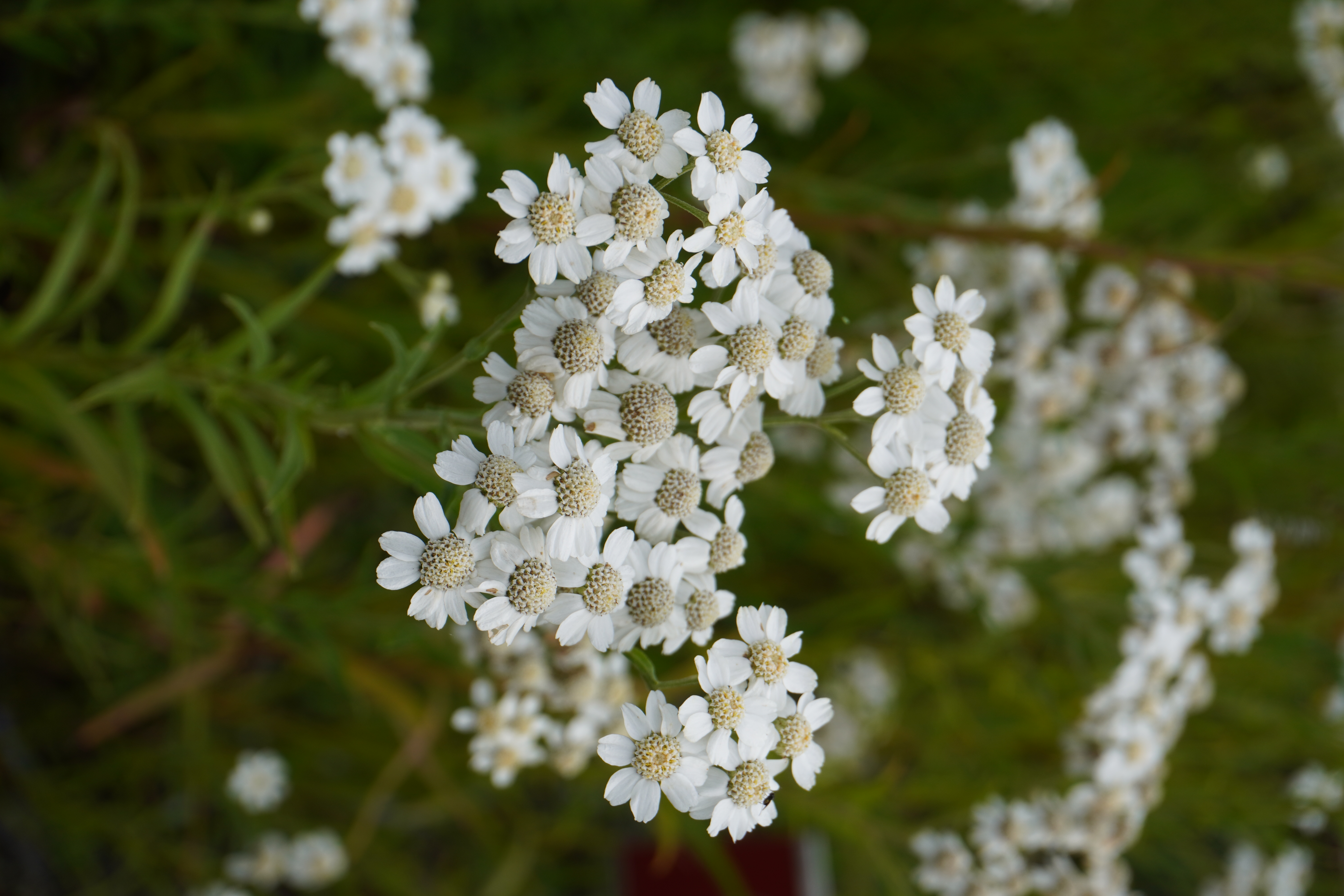 Achillea ptarmica Achillea ptarmica