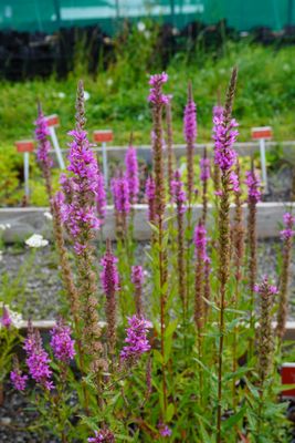 Lythrum salicaria