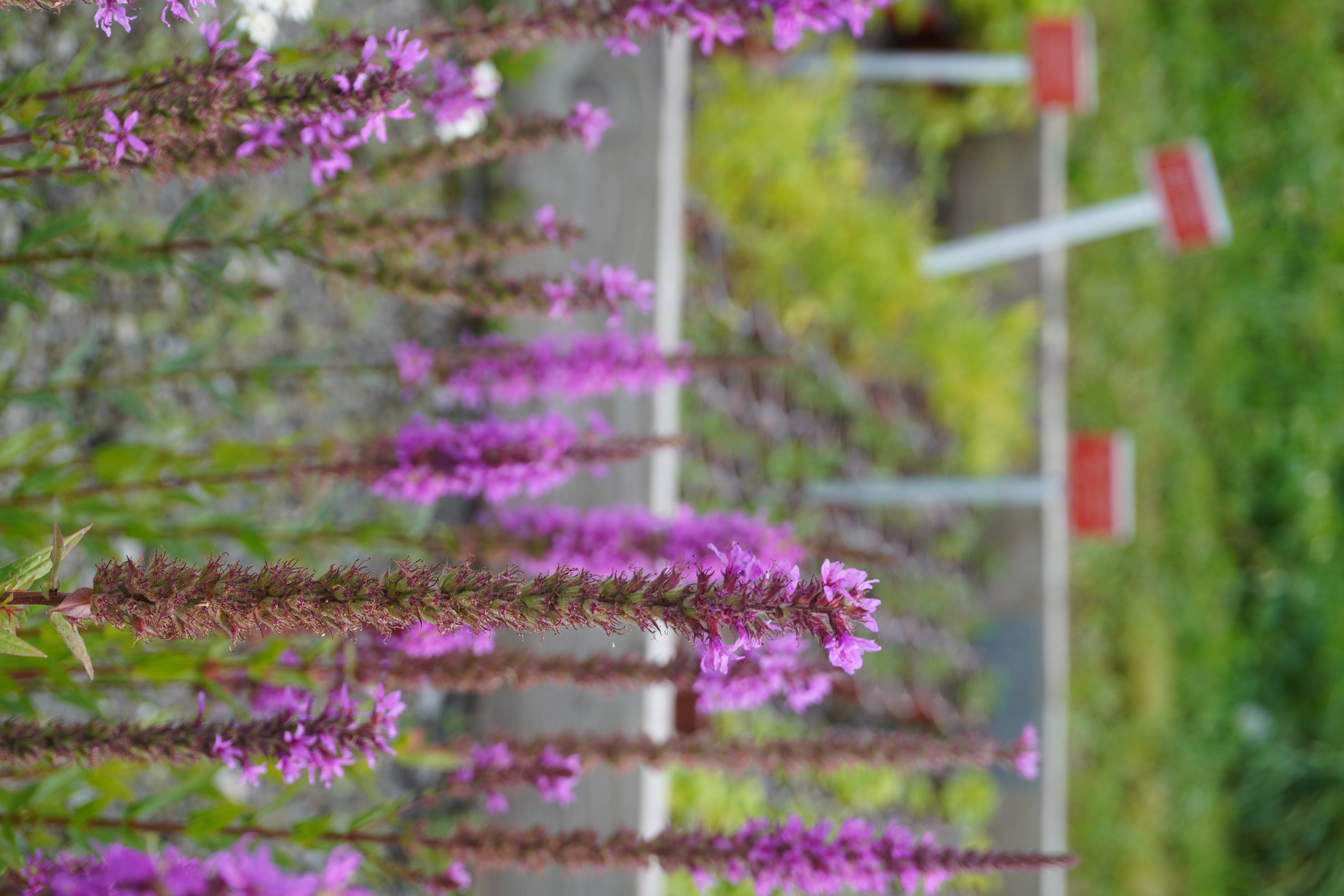 Lythrum salicaria Lythrum salicaria