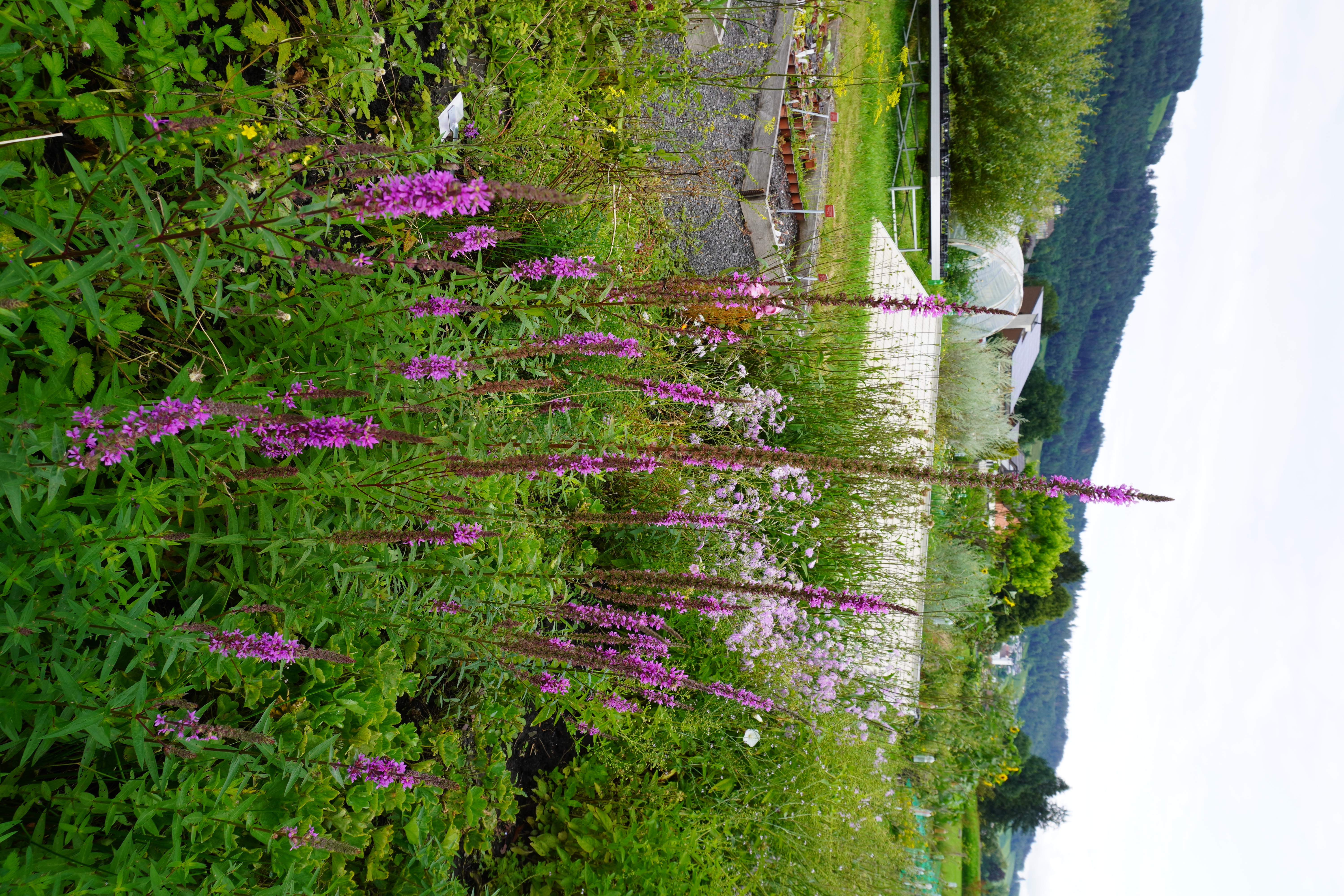 Lythrum salicaria Lythrum salicaria