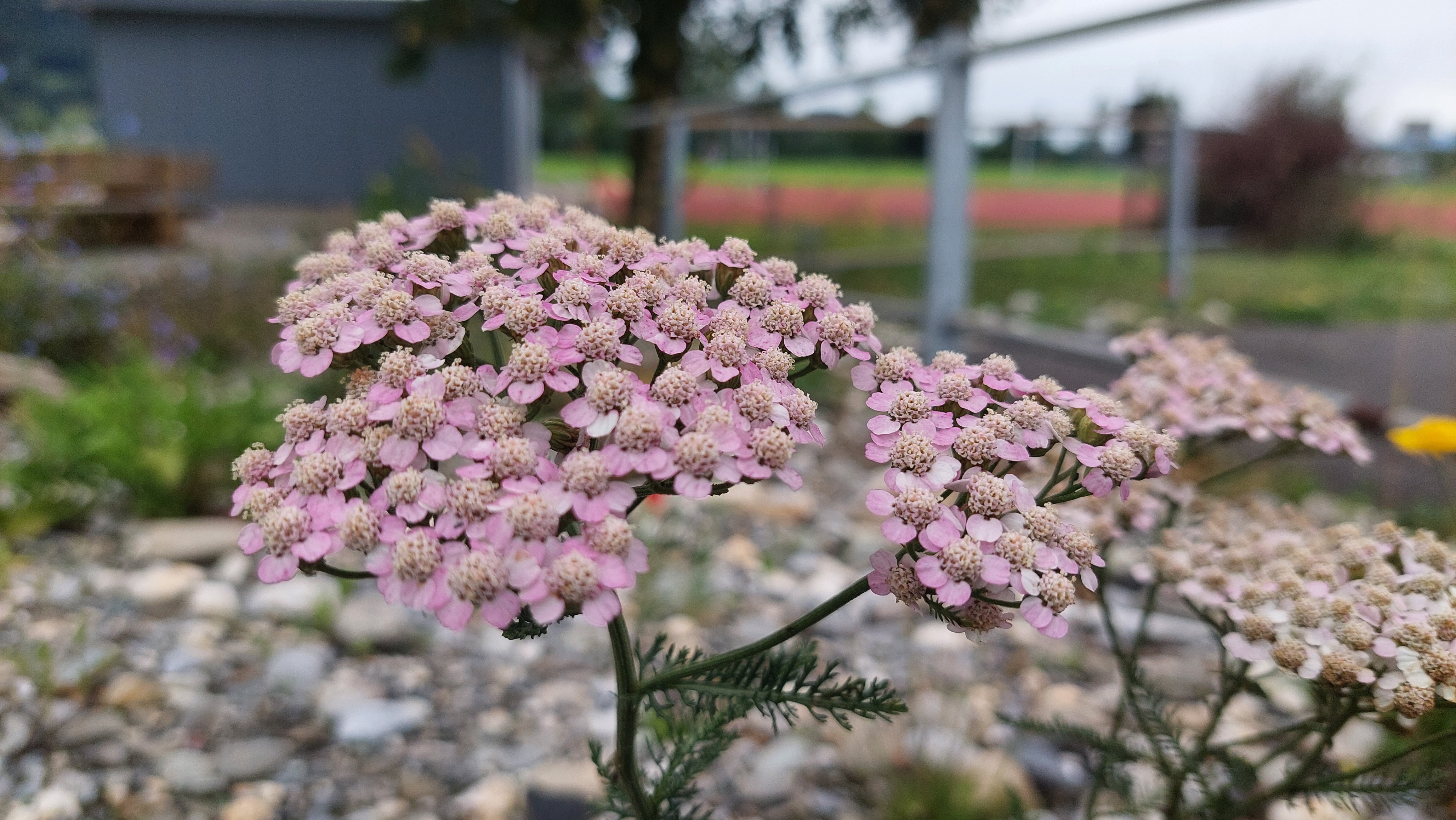 Achillea millefolium Achillea millefolium