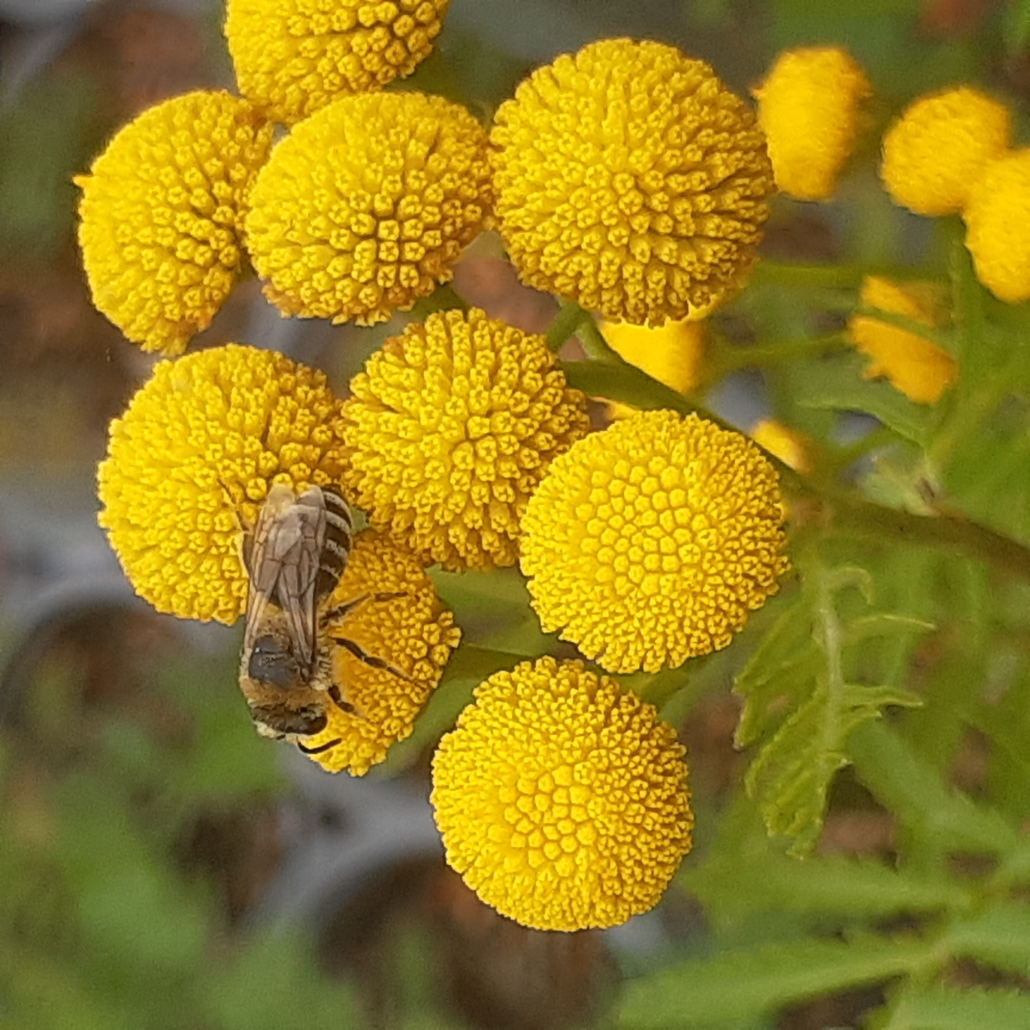Tanacetum vulgare Tanacetum vulgare