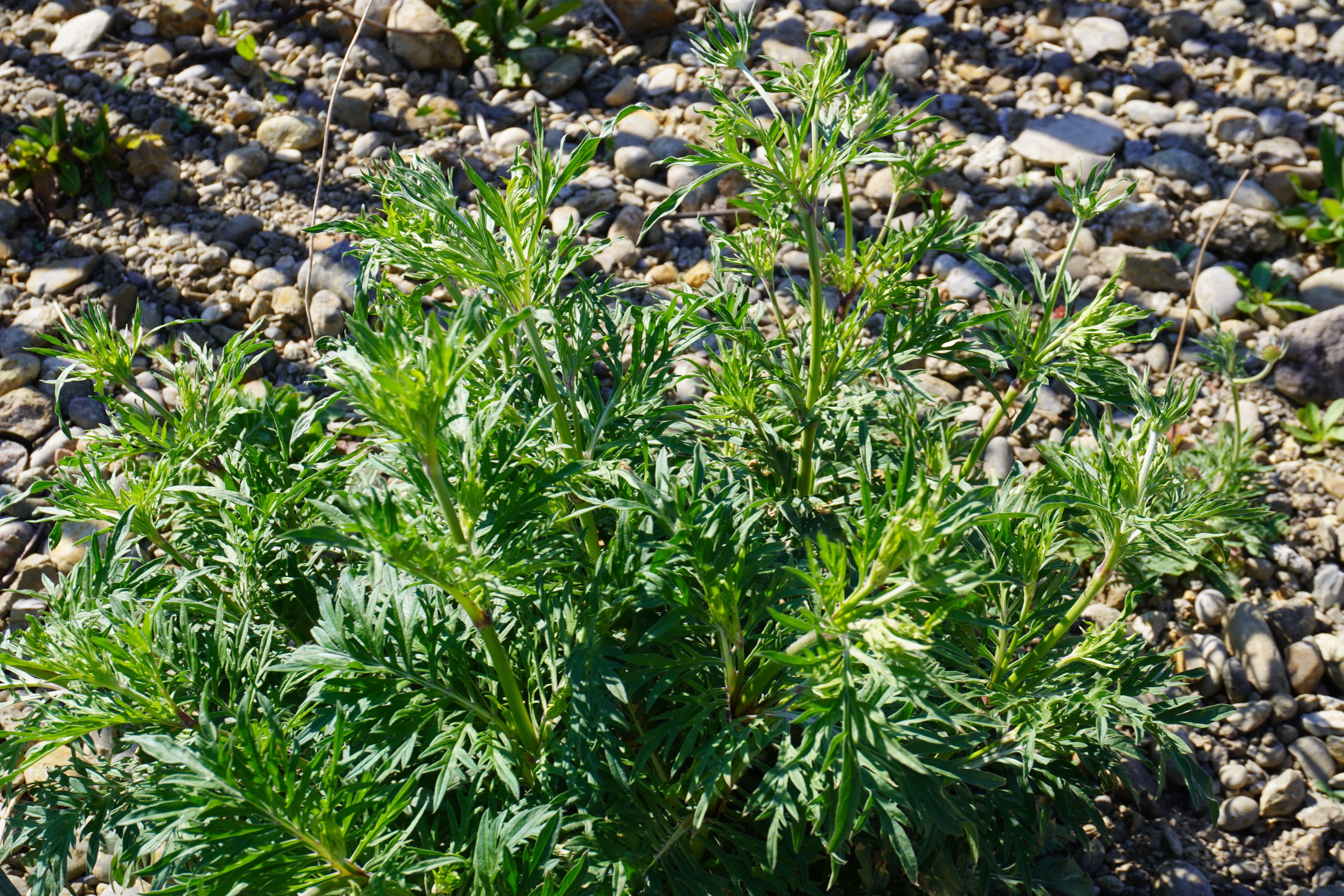 Scabiosa columbaria Scabiosa columbaria