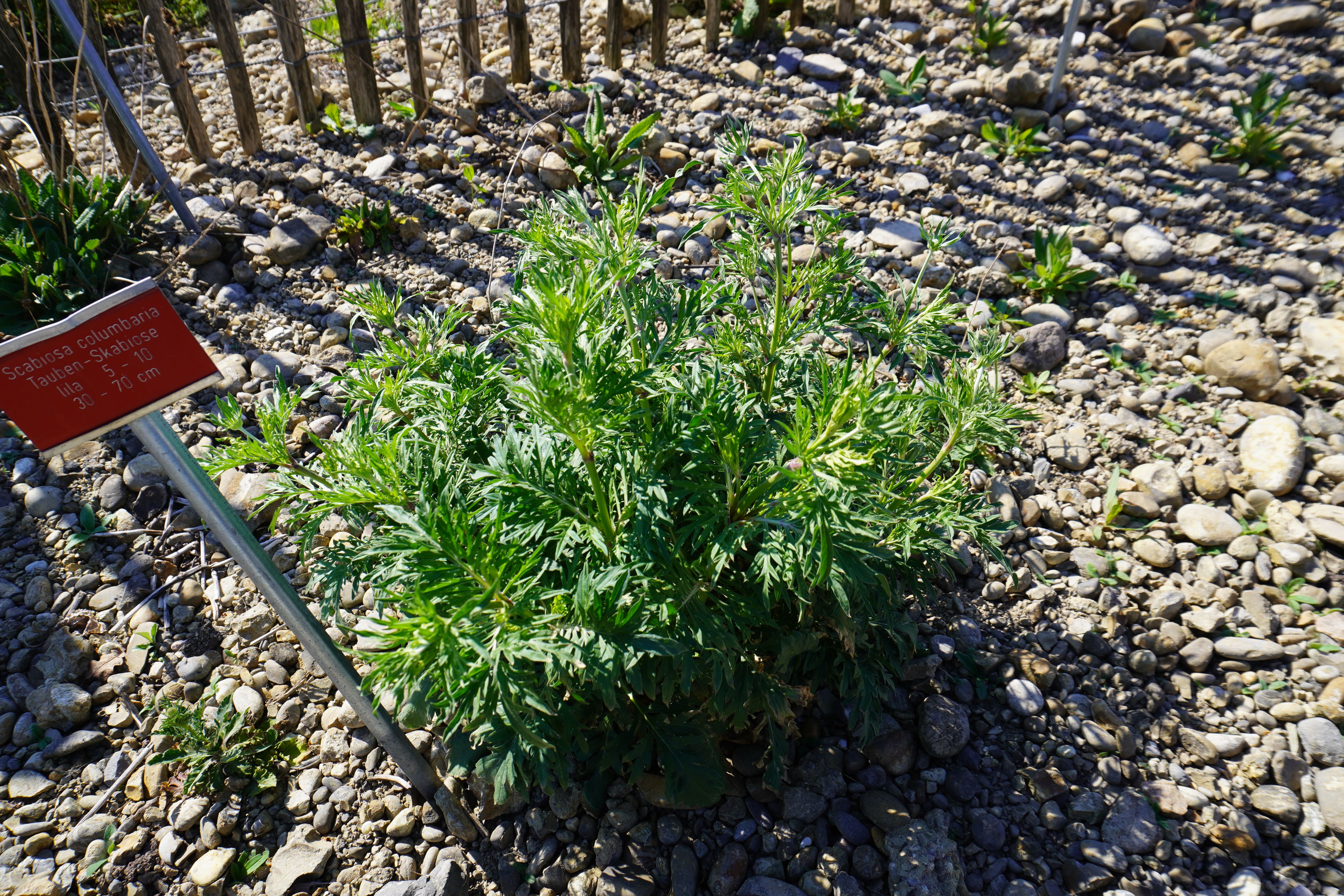 Scabiosa columbaria Scabiosa columbaria