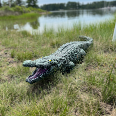 Large Alligator