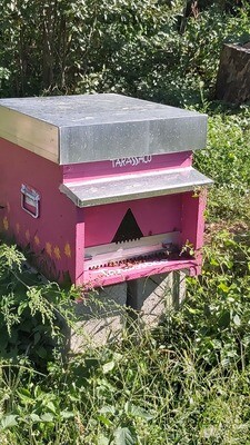 Dona e adotta l&#39;arnia Tarassaco- Pacchetto Premium