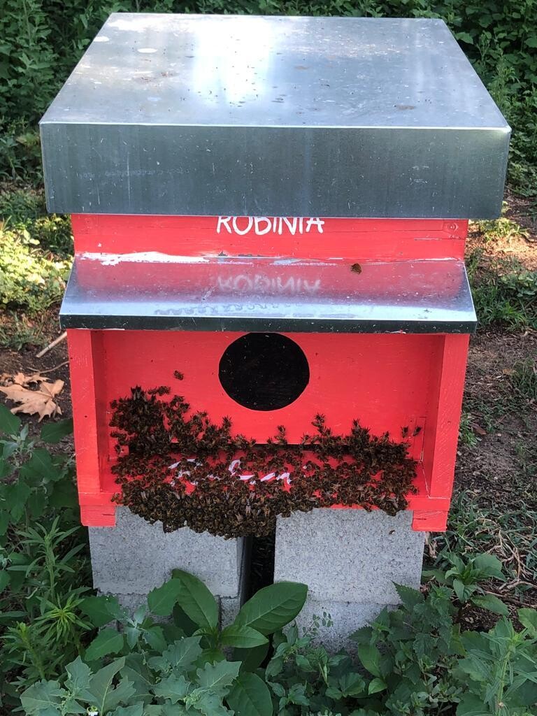Dona e adotta l&#39;arnia Robinia- Pacchetto Premium