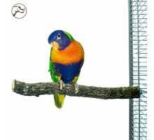 Back Zoo Nature Corky Perch Medium