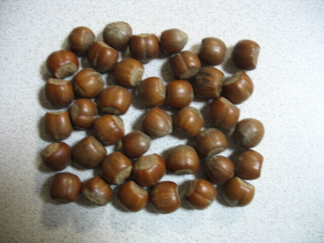 Hazelnoten in dop 1 Kg.