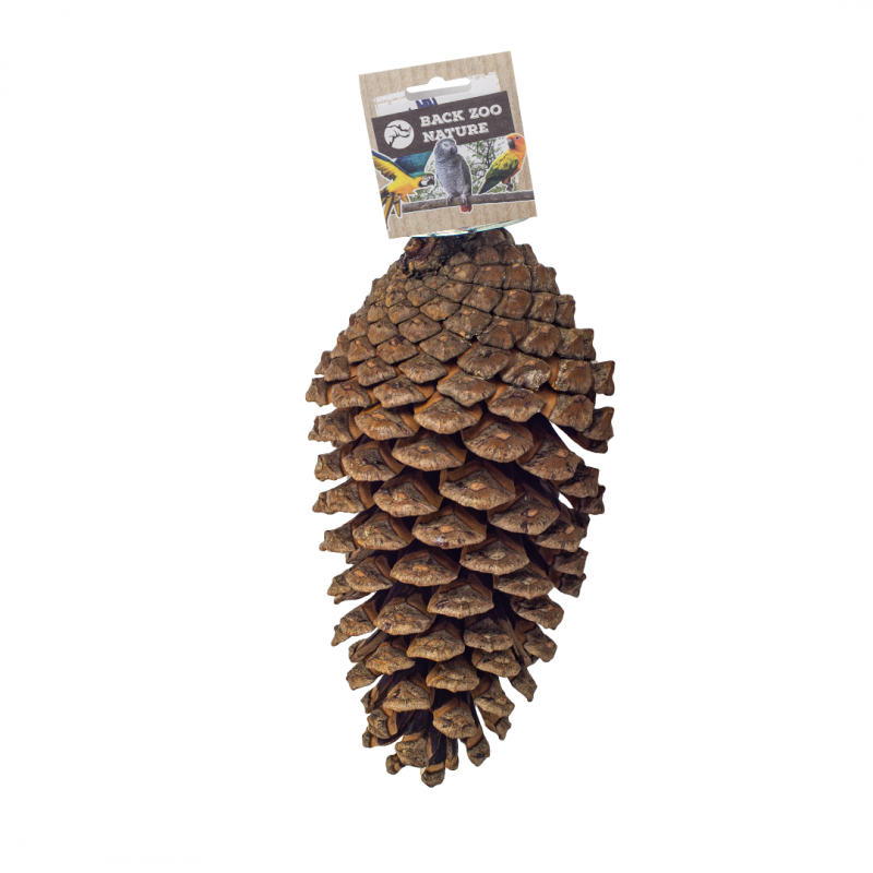 Back Zoo Nature Foraging Pine Cone Back Zoo Nature Foraging Pine Cone
