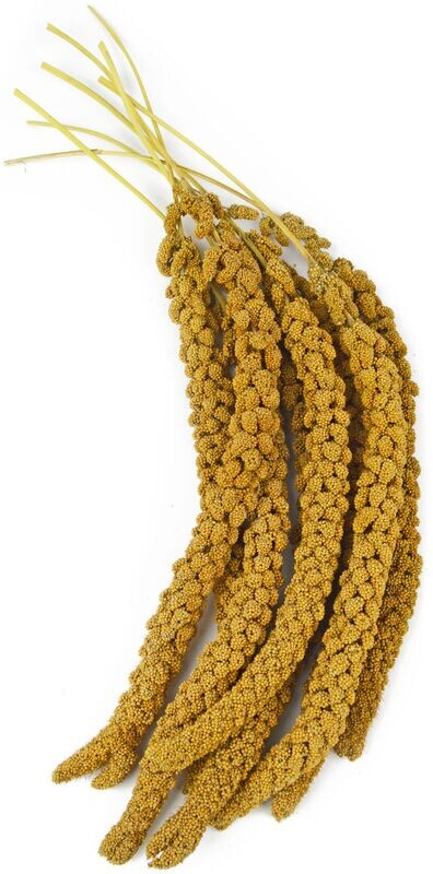 Trosgierst geel 1 kg (Frans)