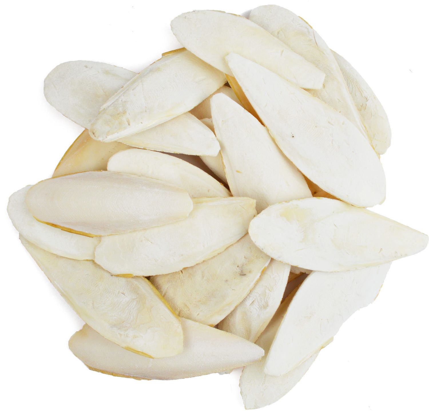 Sepia schelpen 6-8 inch