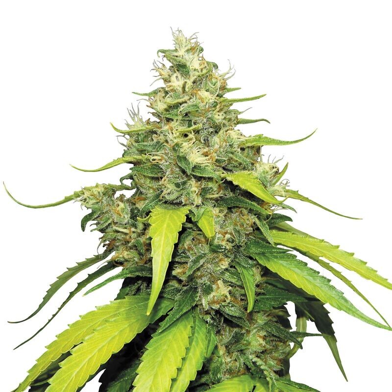 Blue Gelato Blue Gelato