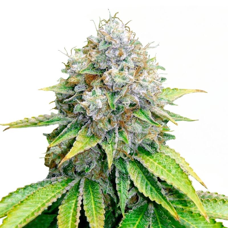 OG Kush OG Kush