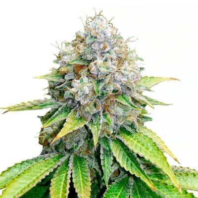 OG Kush