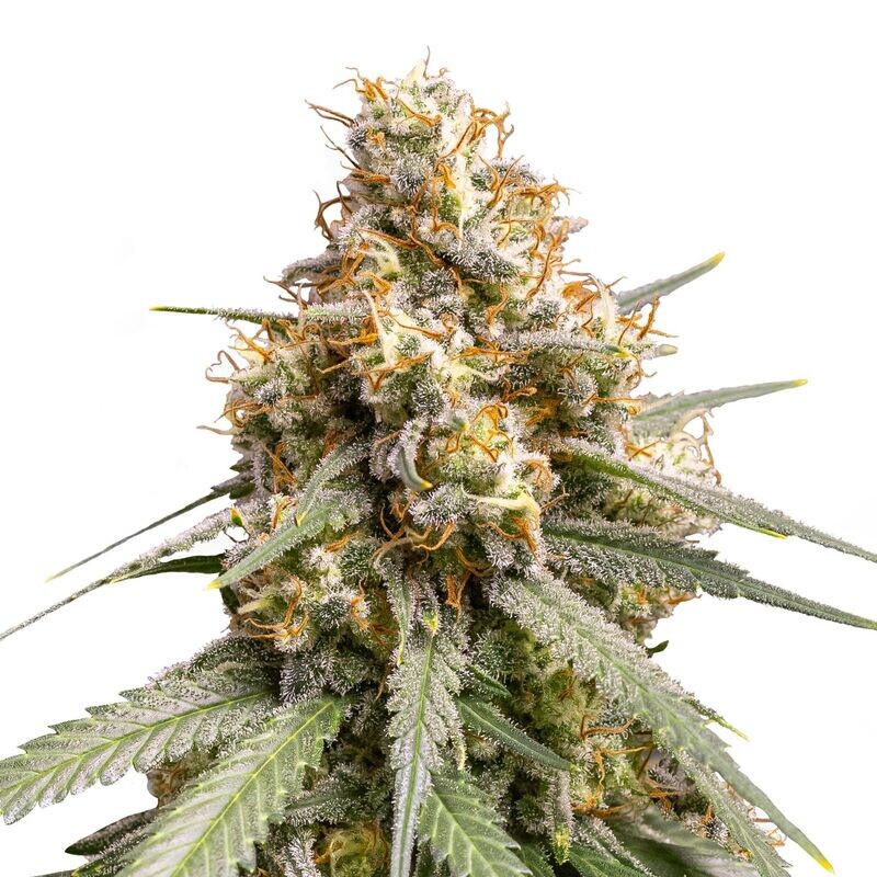 Shining Silver Haze Shining Silver Haze