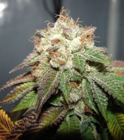 6x Pre 98 Bubba BX2 Seeds