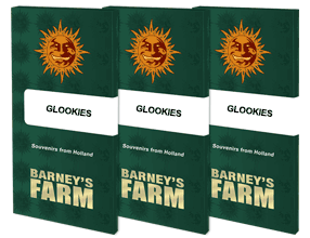 5x Glookies Samen Feminisiert