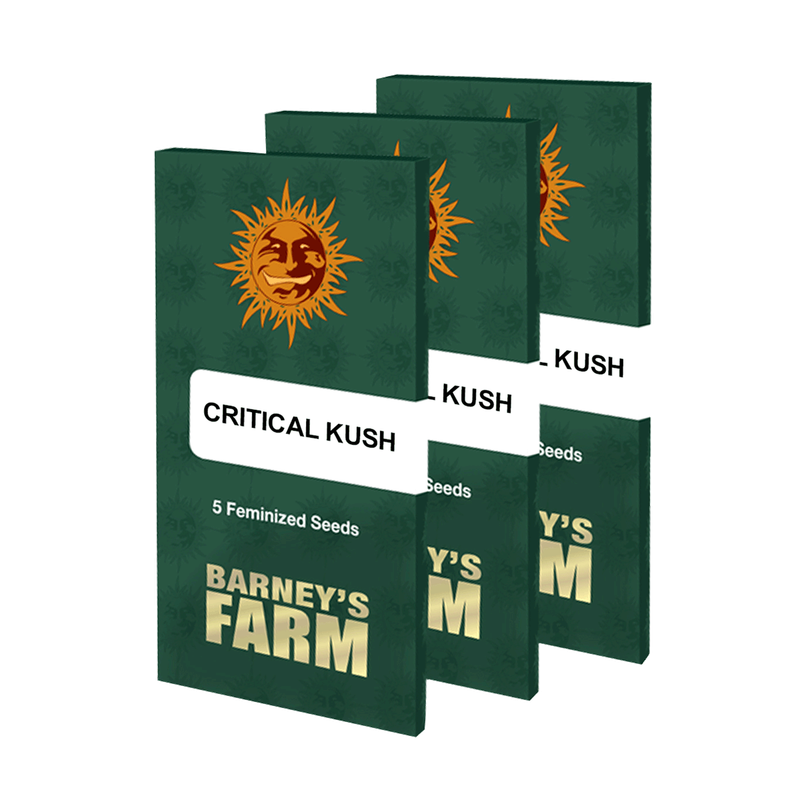 5y Critical Kush Seeds Feminisiert 5y Critical Kush Seeds Feminisiert