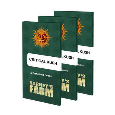 5y Critical Kush Seeds Feminisiert