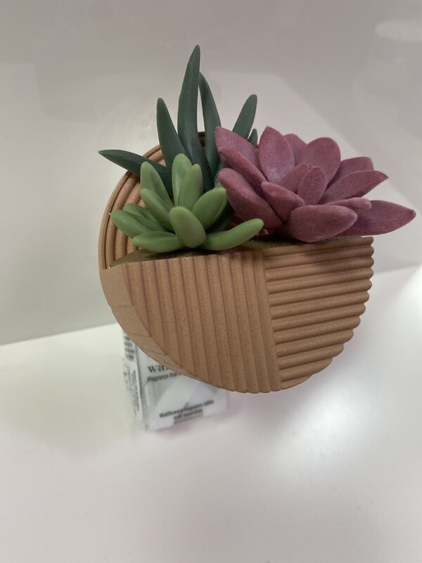 Wallflower Plug Fancy Pink Planter Succulent