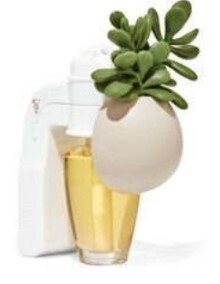 Wallflower Plug Fancy Succulent Planter