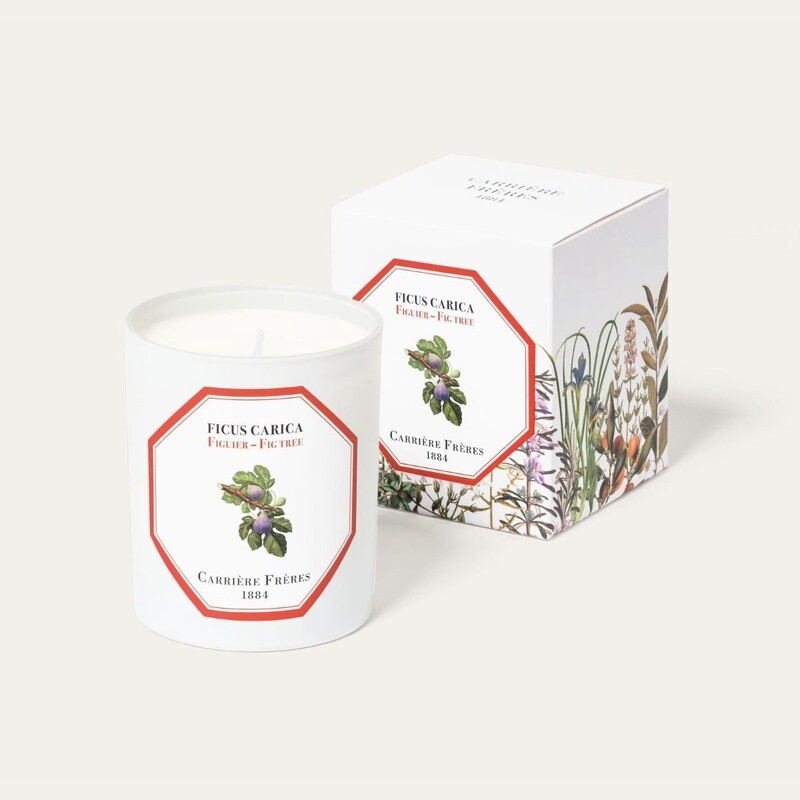 Ficus Carica - Fig Tree Candle