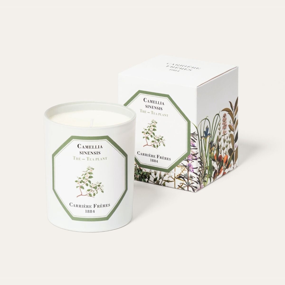 Camellia Sinensis - Tea Plant Candle