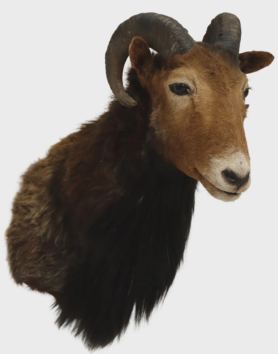 Mouflon Ram Shoulder Mount Taxidermy