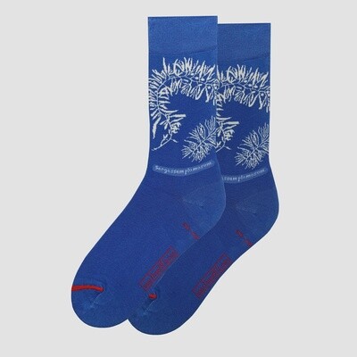 “Sargassum Plumosum” by New York Library Socks