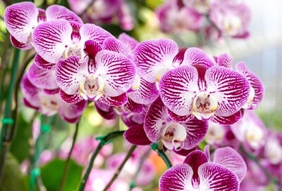 ORQUÍDEAS PHALAENOPSIS