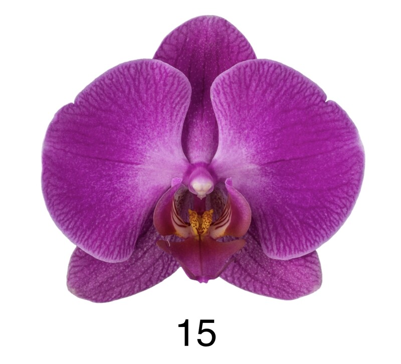 ORQUÍDEAS PHALAENOPSIS, Precio especial comprando más de 2, Elige el número asignado a la planta:: Núm. 15